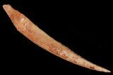 Fossil Shark (Hybodus) Dorsal Spine - Kem Kem Beds, Morocco #183452-1